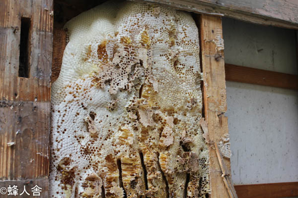 日本ミツバチの巣
