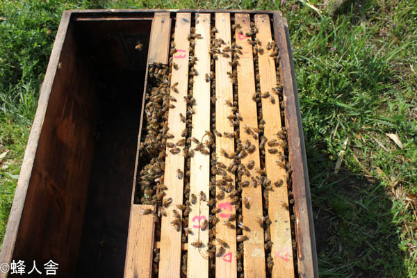西洋ミツバチ飼育方法