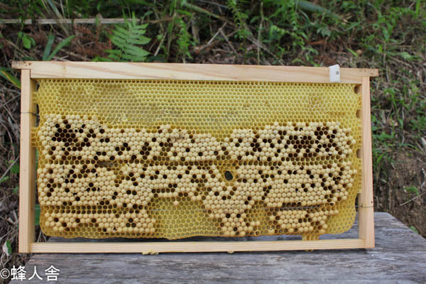 西洋ミツバチの飼育方法】 採蜜前のダニ駆除 - 天然はちみつの蜂人舎