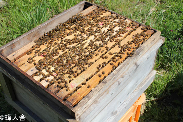 西洋ミツバチ飼育方法