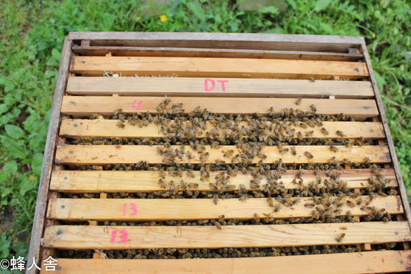 西洋ミツバチの飼育方法】 採蜜前のダニ駆除 - 天然はちみつの蜂人舎