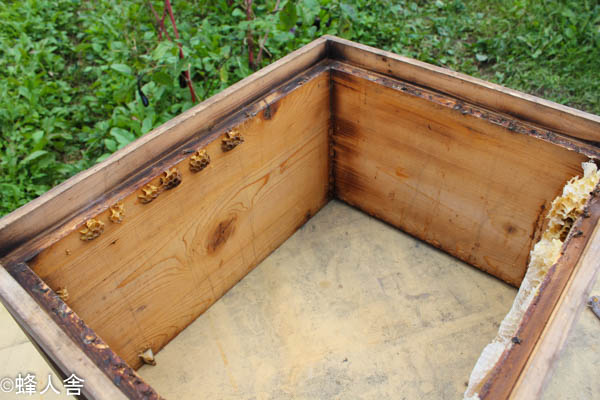 ミツバチ巣箱清掃