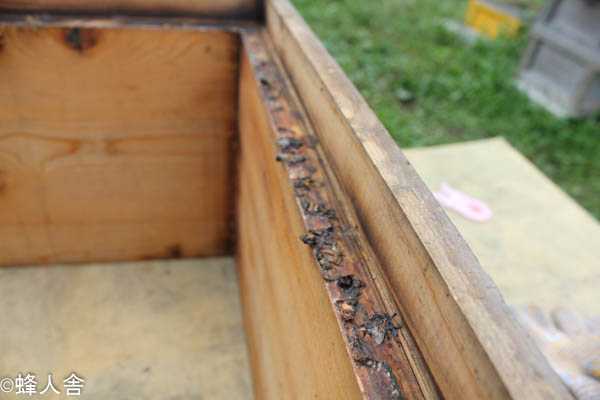 ミツバチ巣箱清掃