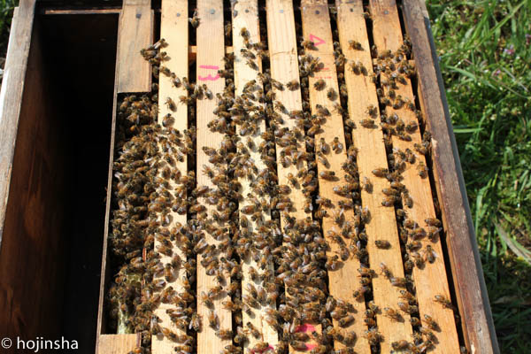 西洋ミツバチの飼育方法】巣枠間隔（ビースペース）について - 天然 ...
