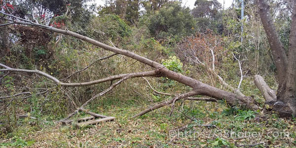 台風で倒れた栗の木